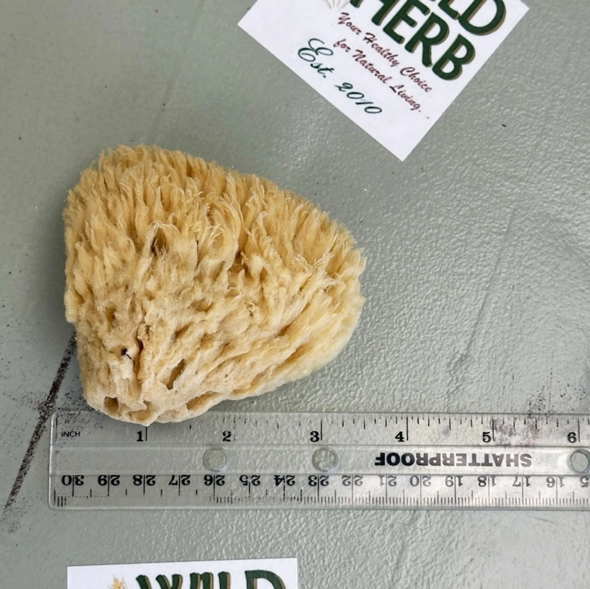 Florida Gulf Coast Sea Sponge