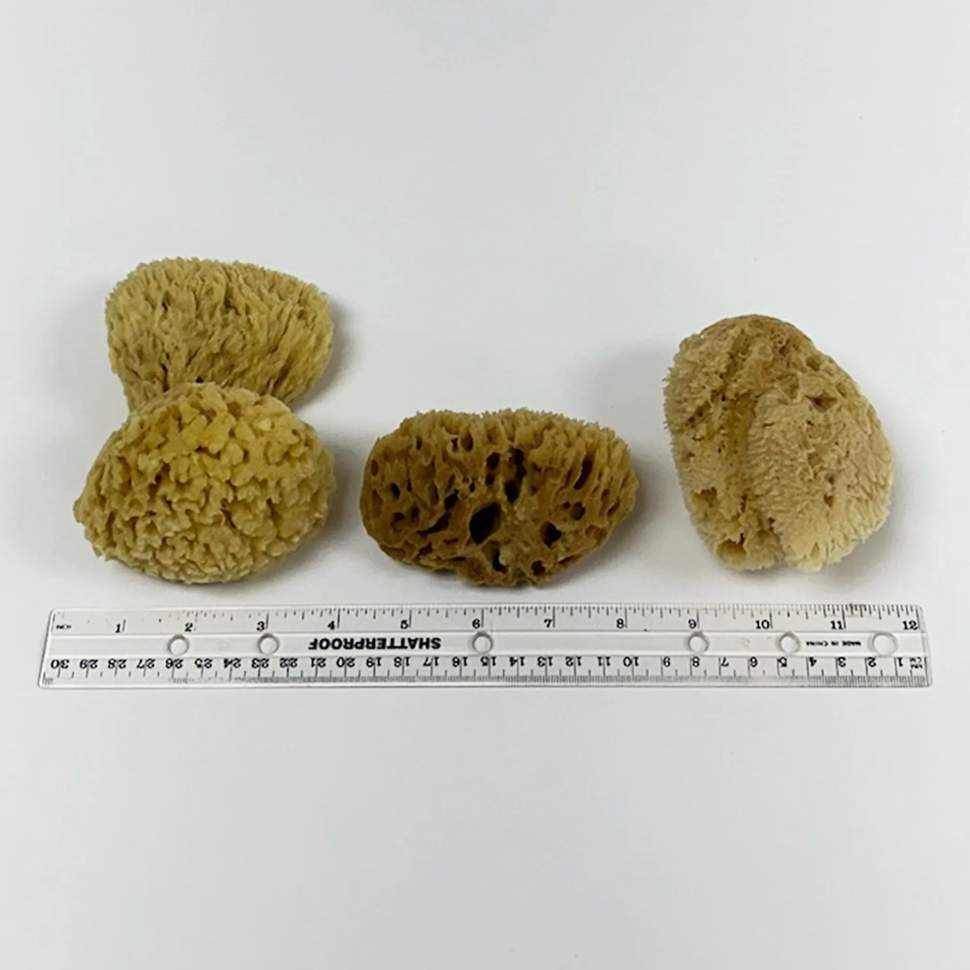 Florida Gulf Coast Sea Sponge