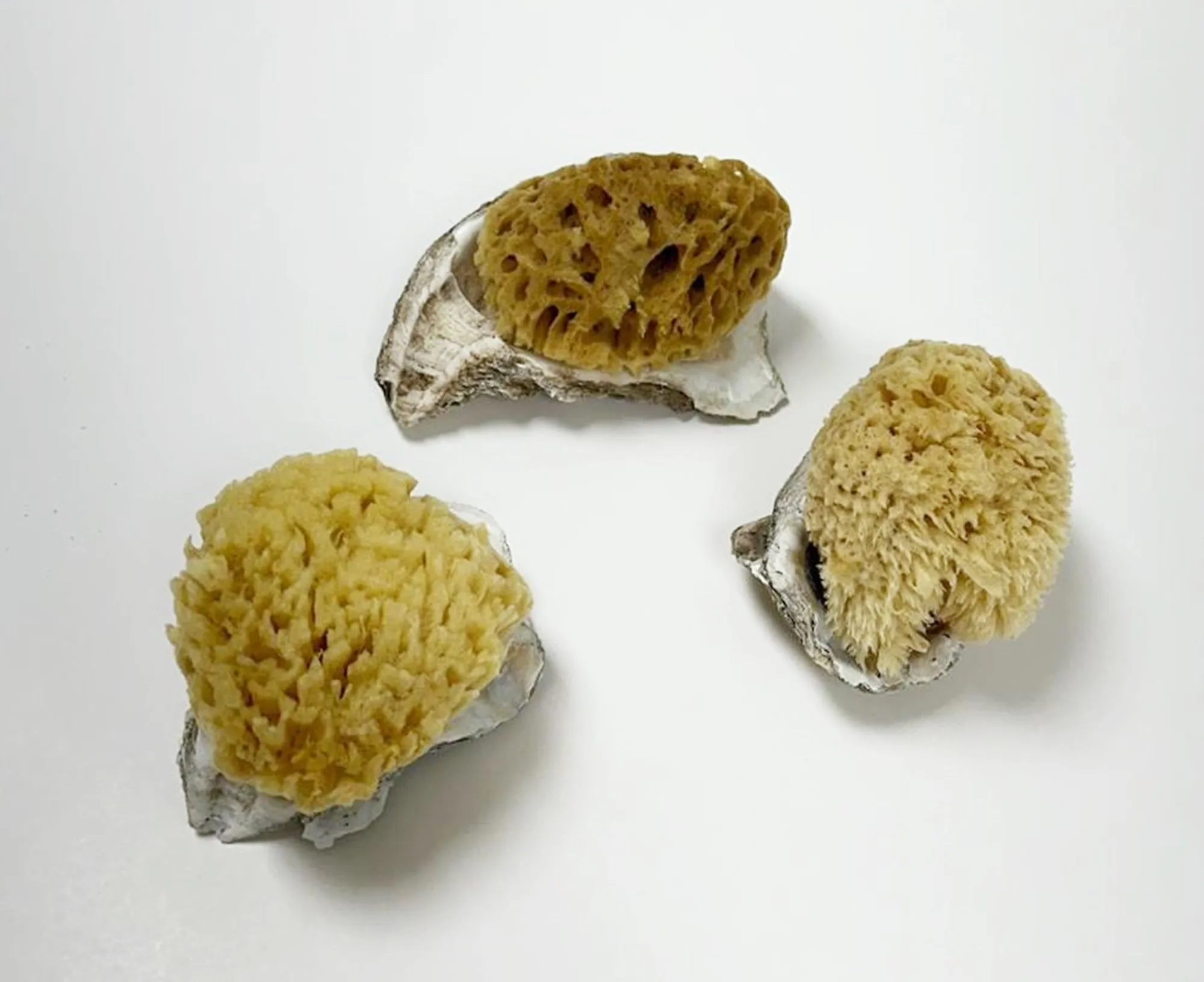 Florida Gulf Coast Sea Sponge