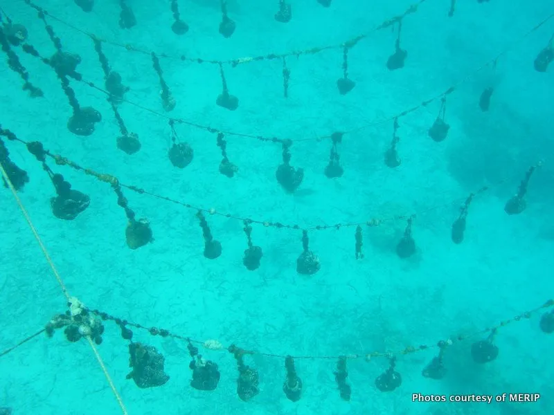 Four Cow Farm Pohnpei Sponge