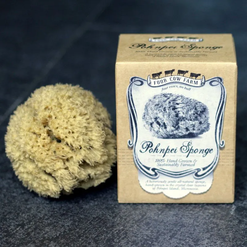 Four Cow Farm Pohnpei Sponge